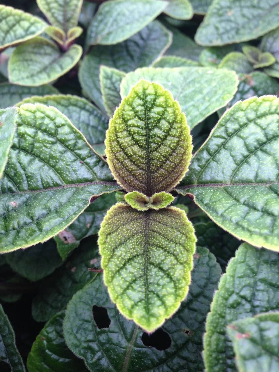 Plectranthus 14