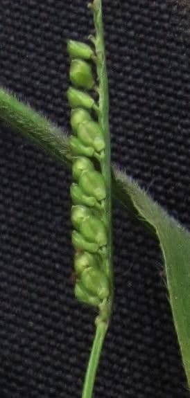 Paspalum