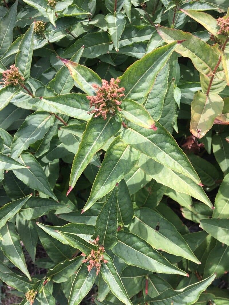 Busch-Honeysuckle 10