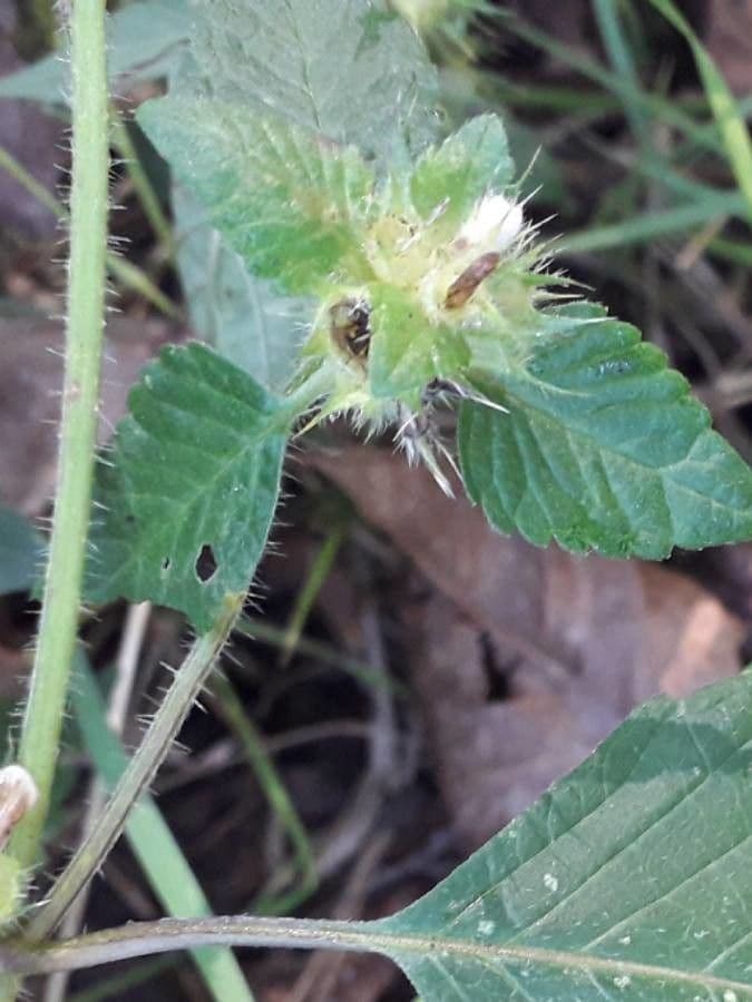 Canapa selvatica 5