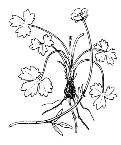 Ranuncolo di Marschlin 6