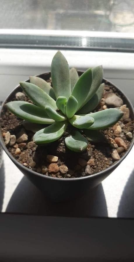 Pachyphytum 5
