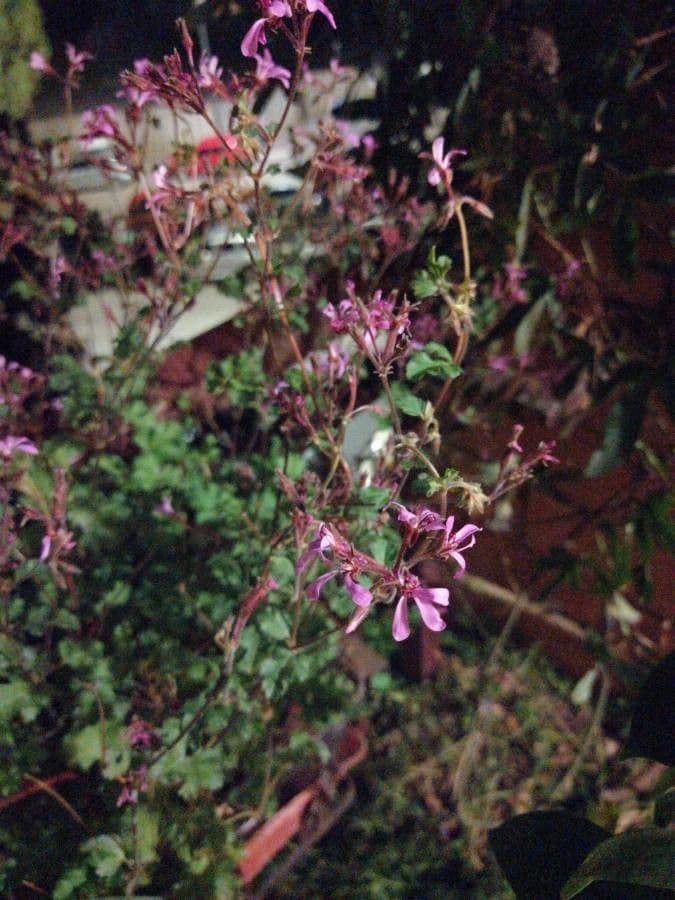 Geranium