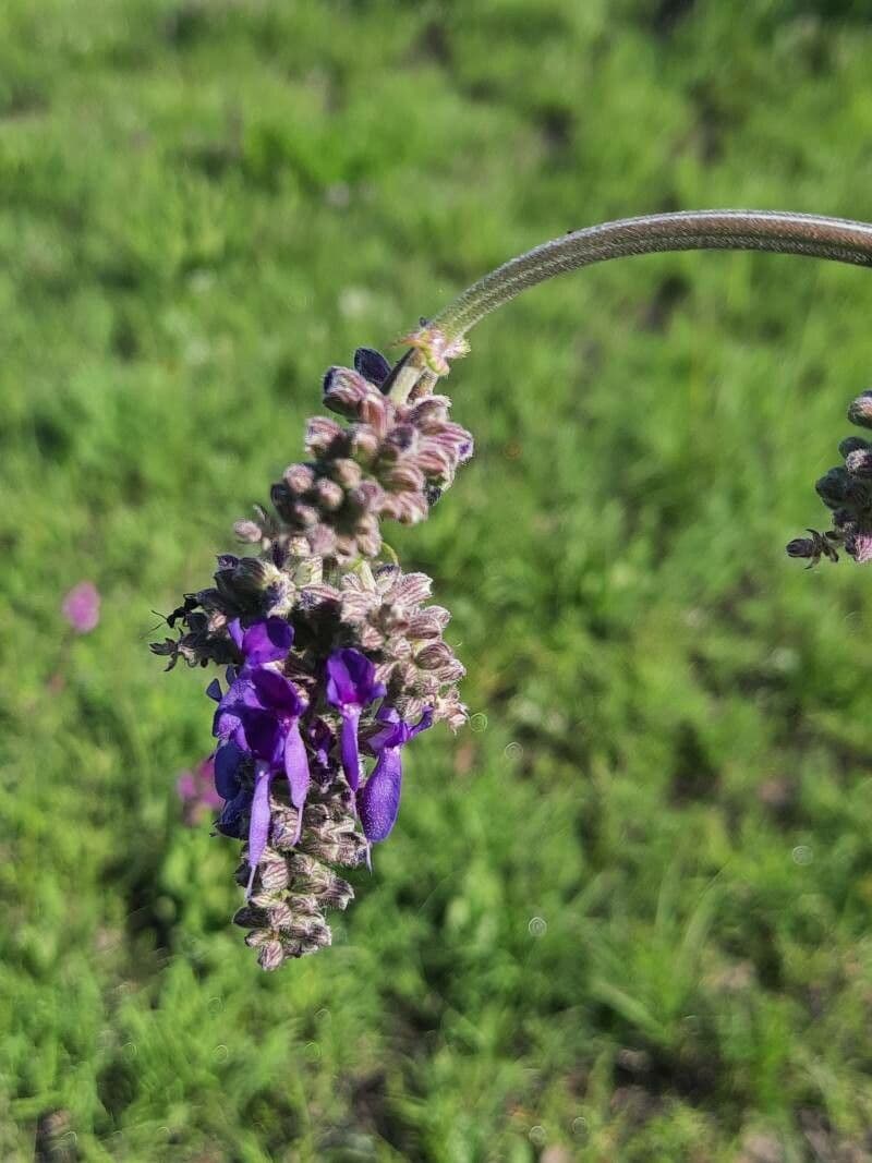Salvia pendula 5