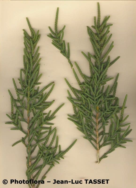 Salzmelde 24