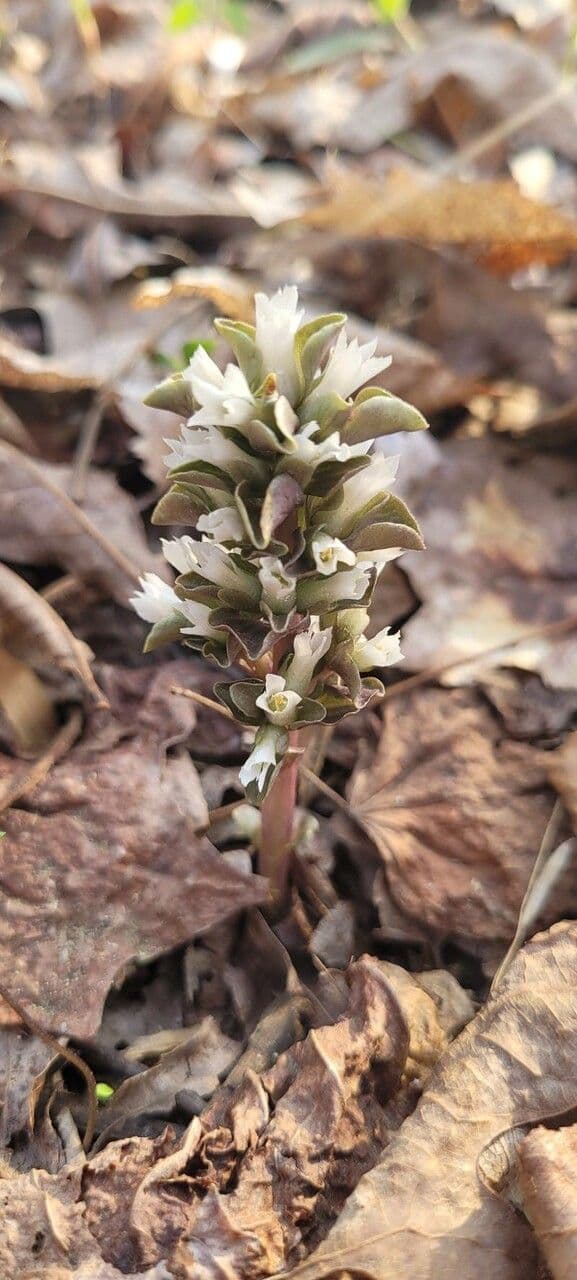 Viereckblume 4