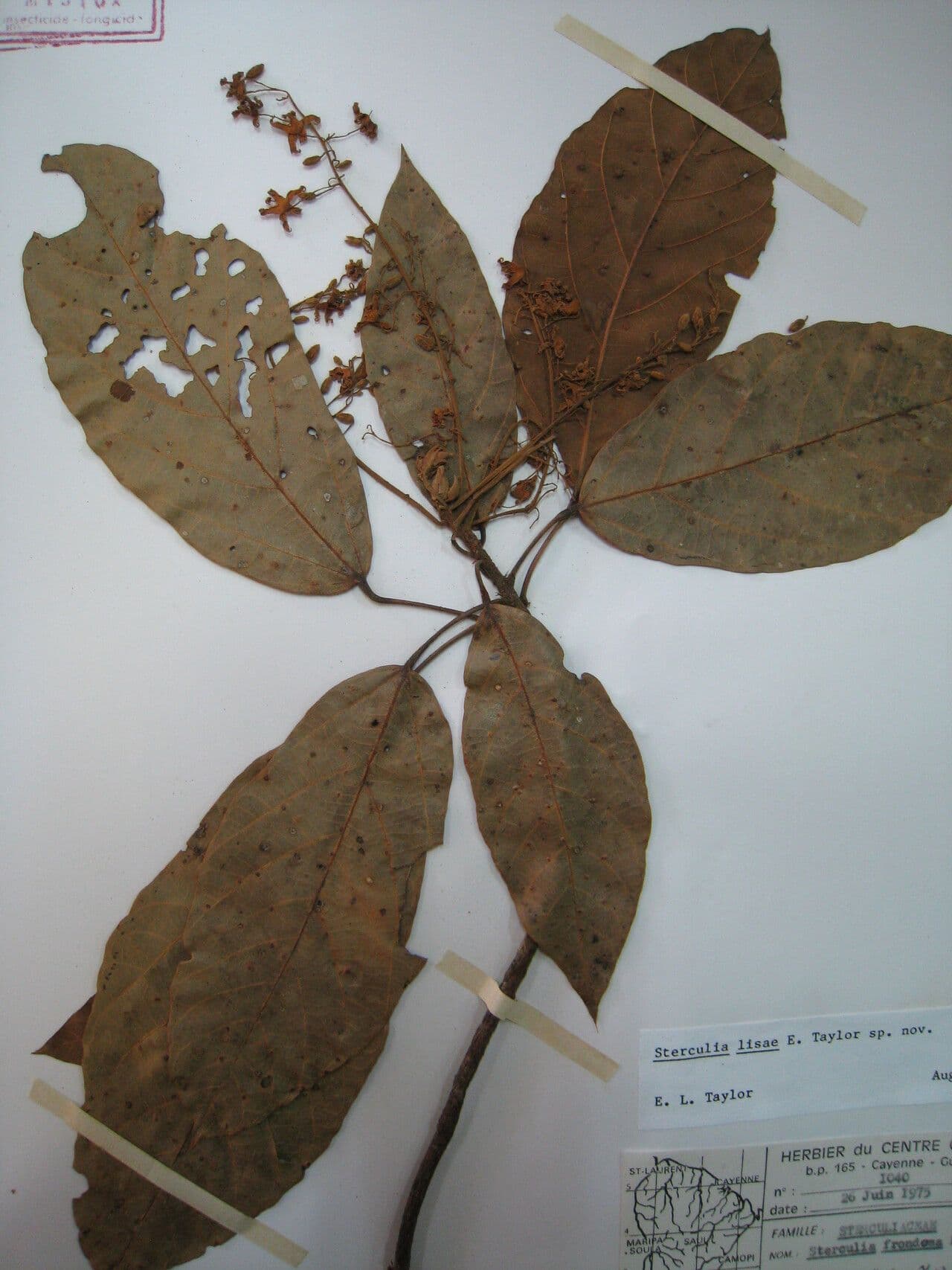 Sterculia 4