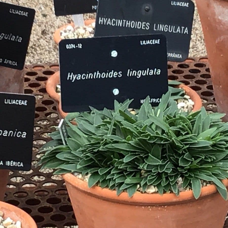 Hyacintovec jazykovitý 7