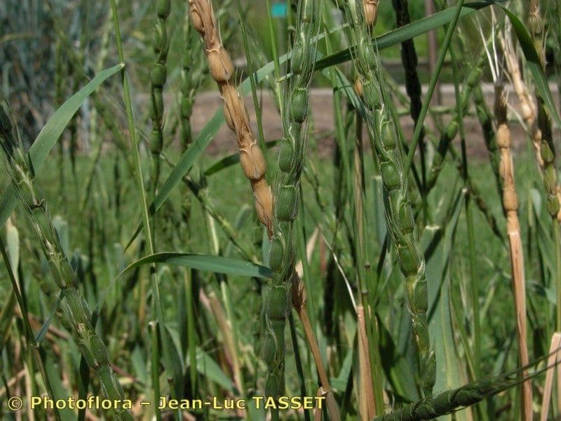 Aegilops 8