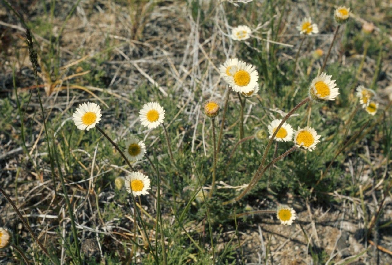 Erigeron composto 8