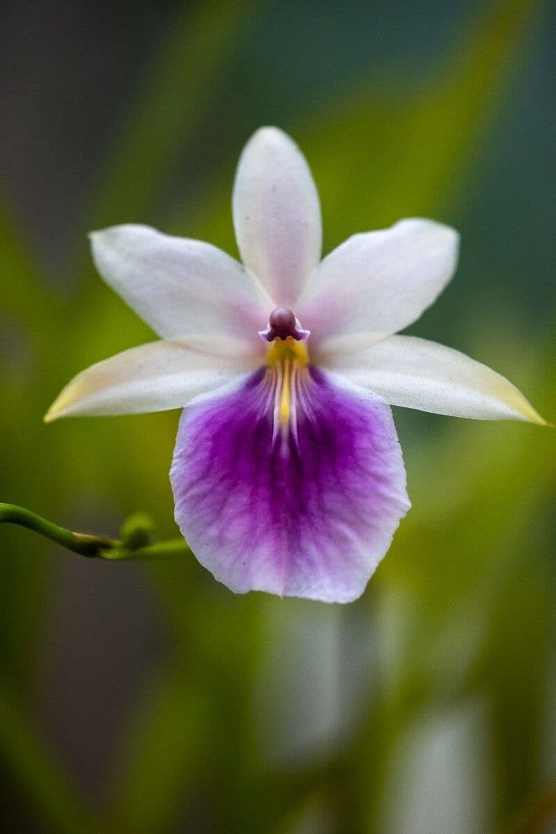 Orchidea 2