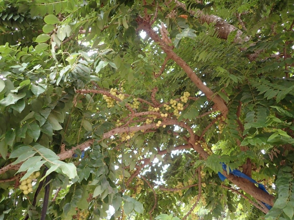 Phyllanthus 25