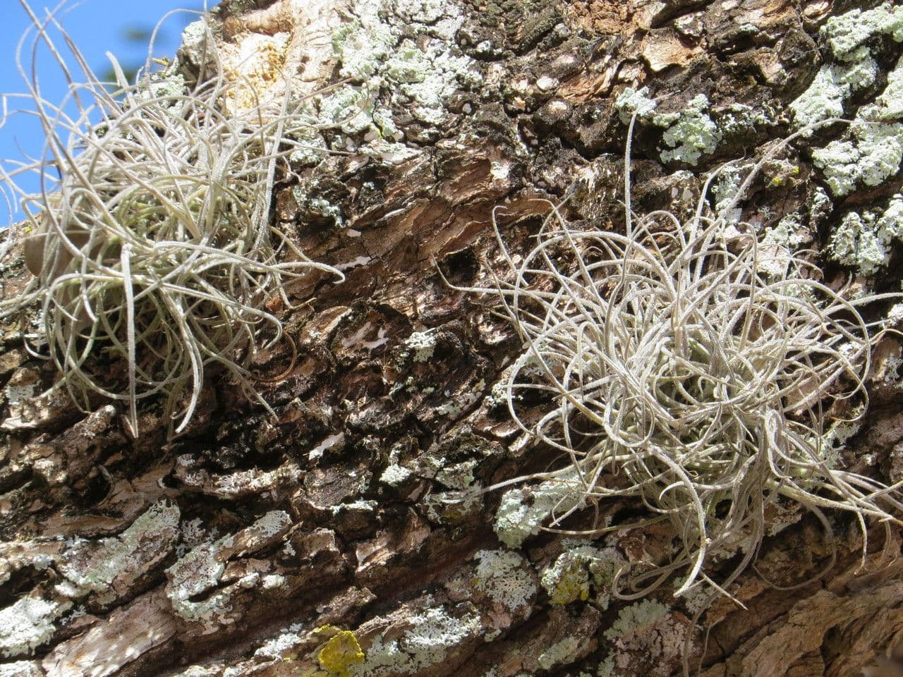 Tillandsia 9