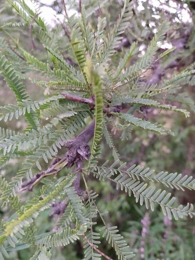 Prosopis 10