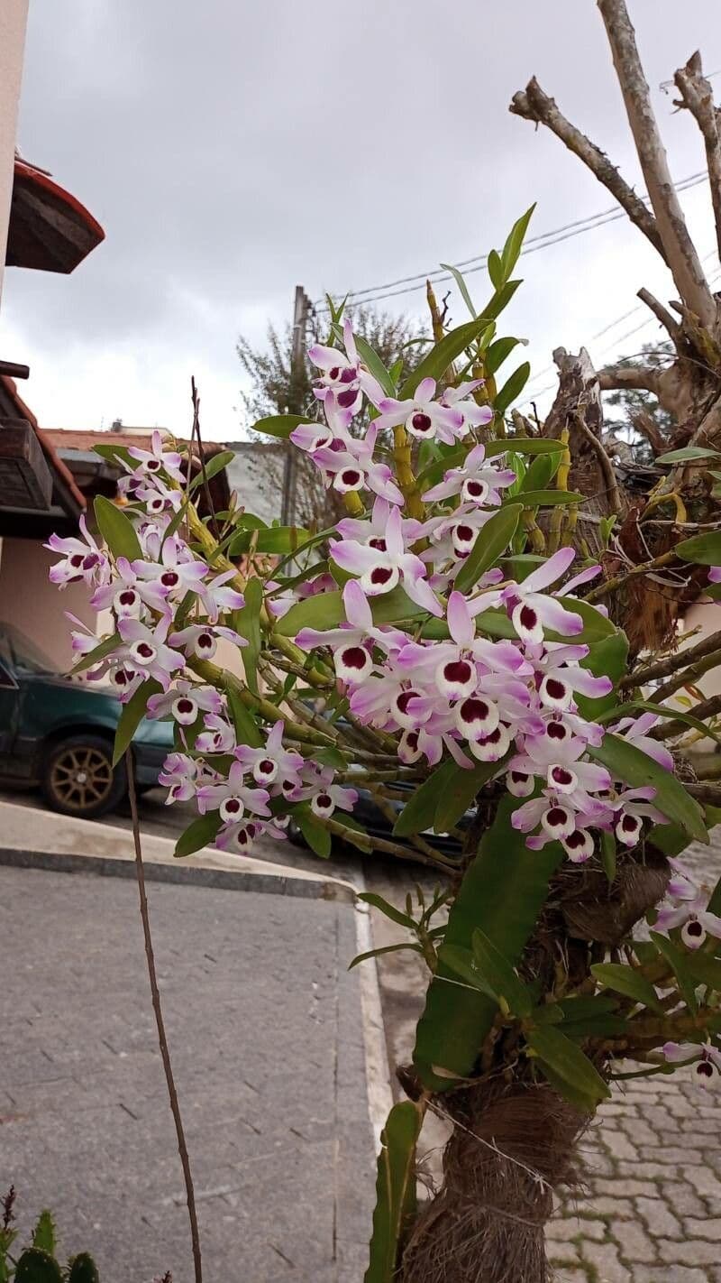 Dendrobium 2
