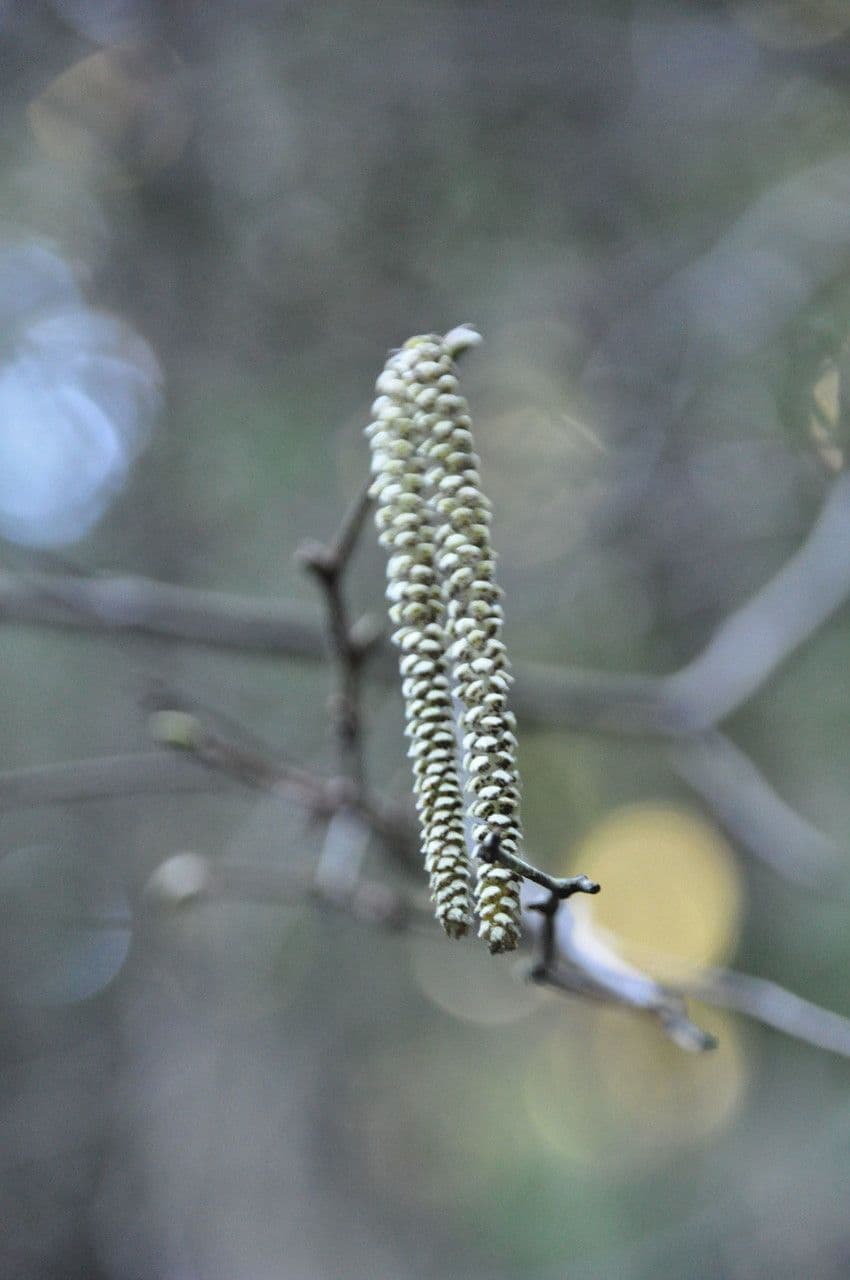 Nocciolo cornutato 6