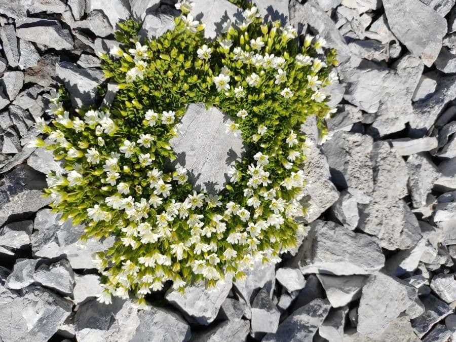 Cerastium 6