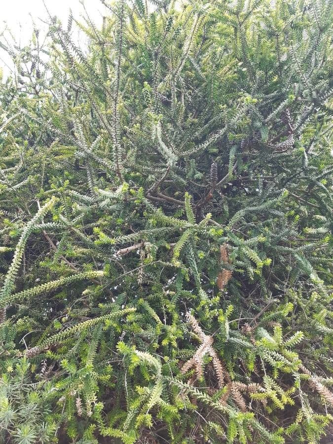 Melaleuca 4