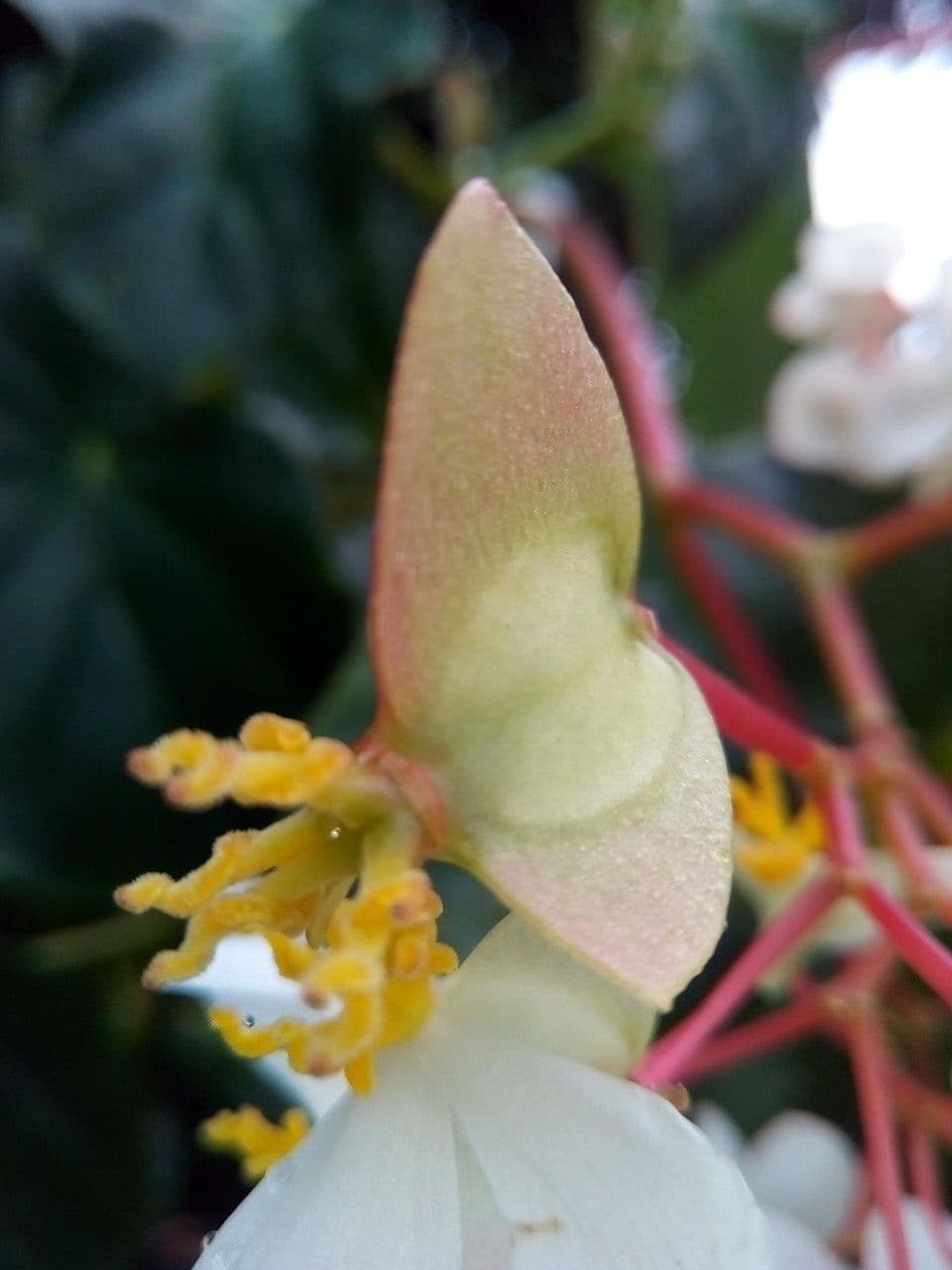 Begonia