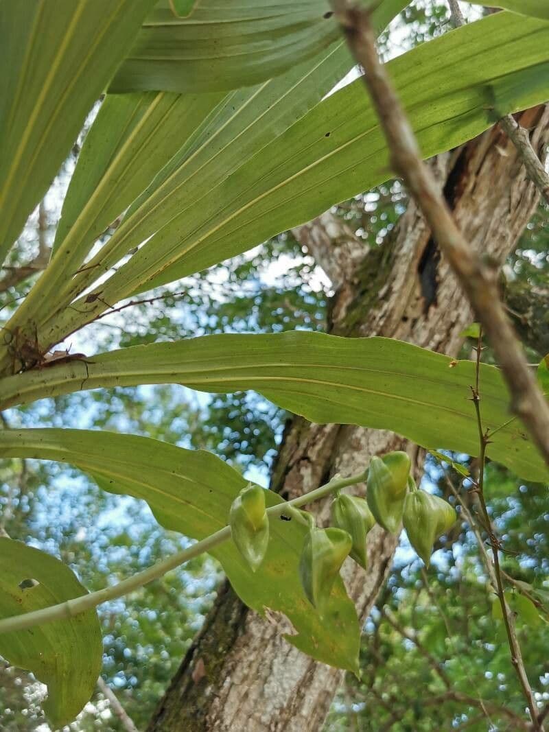 Catasetum 4