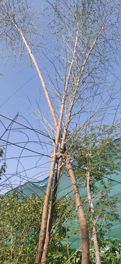 Moringa 4