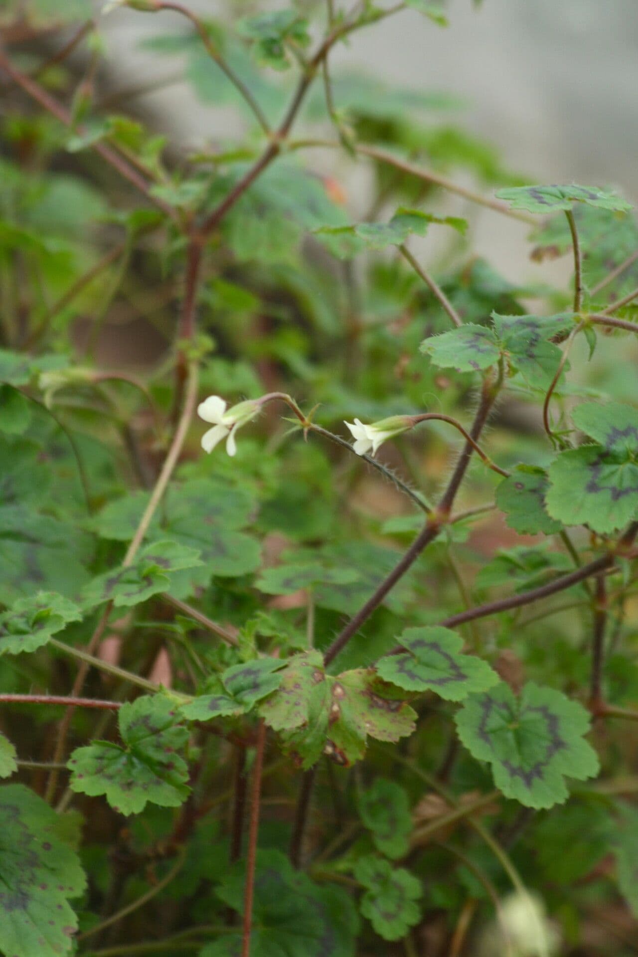 Geranium
