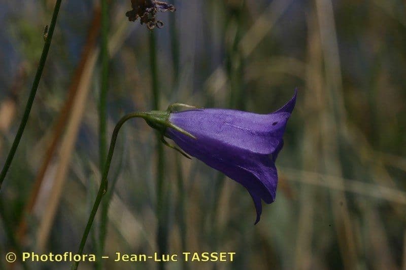 Campanula 4