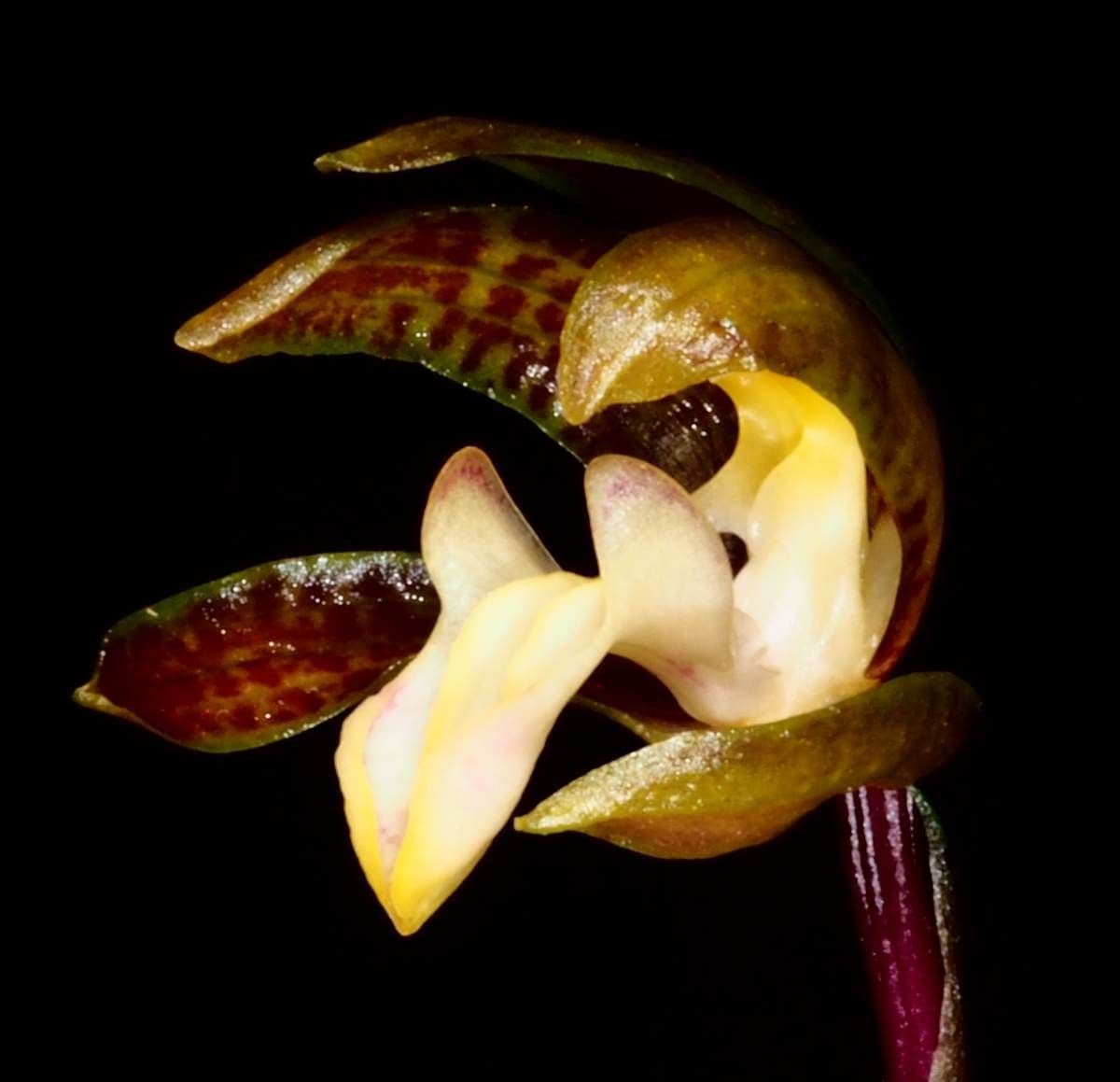 Orchidea 2