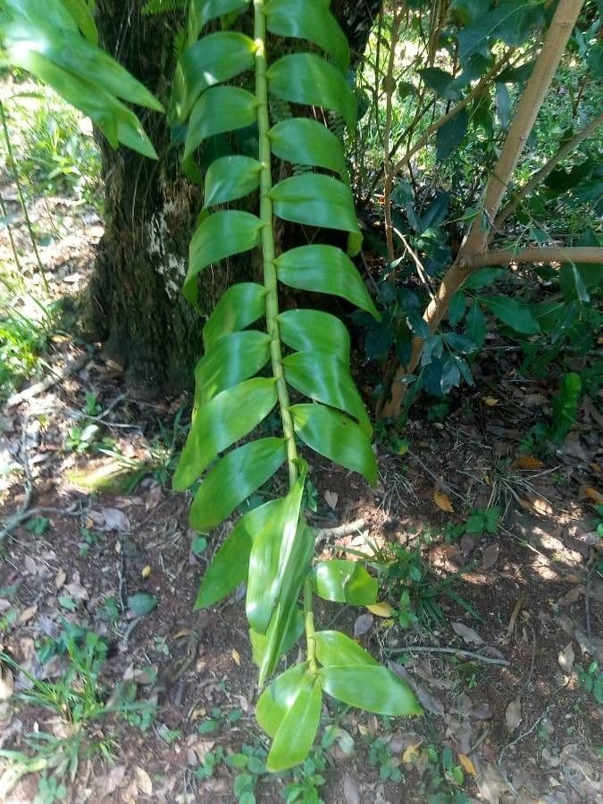 Moschus-Dendrobium 10