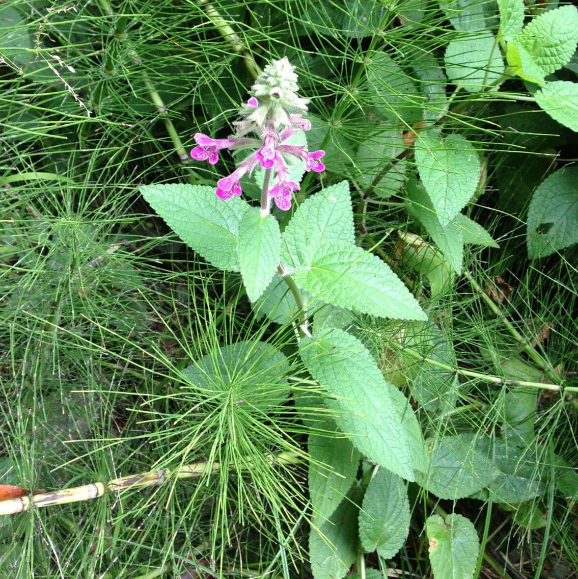 Stachys chamissonis 9