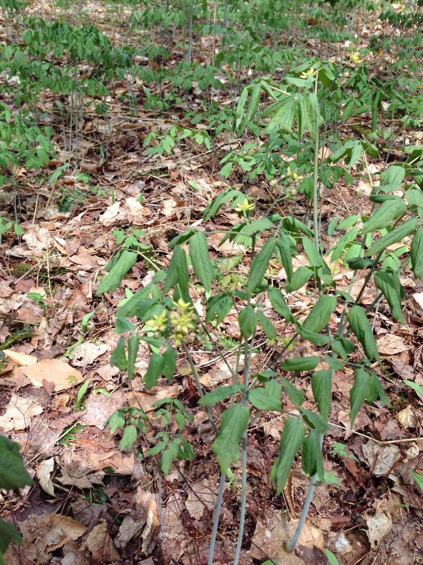 Caulophyllum 12