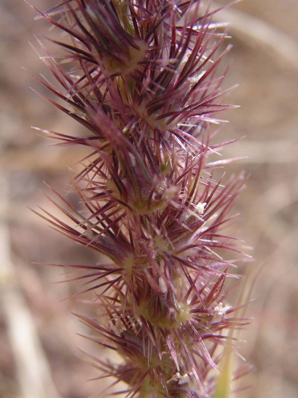 Cenchrus biflorus 13