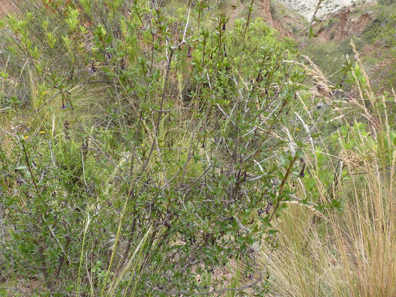 Heterophyllaea 2