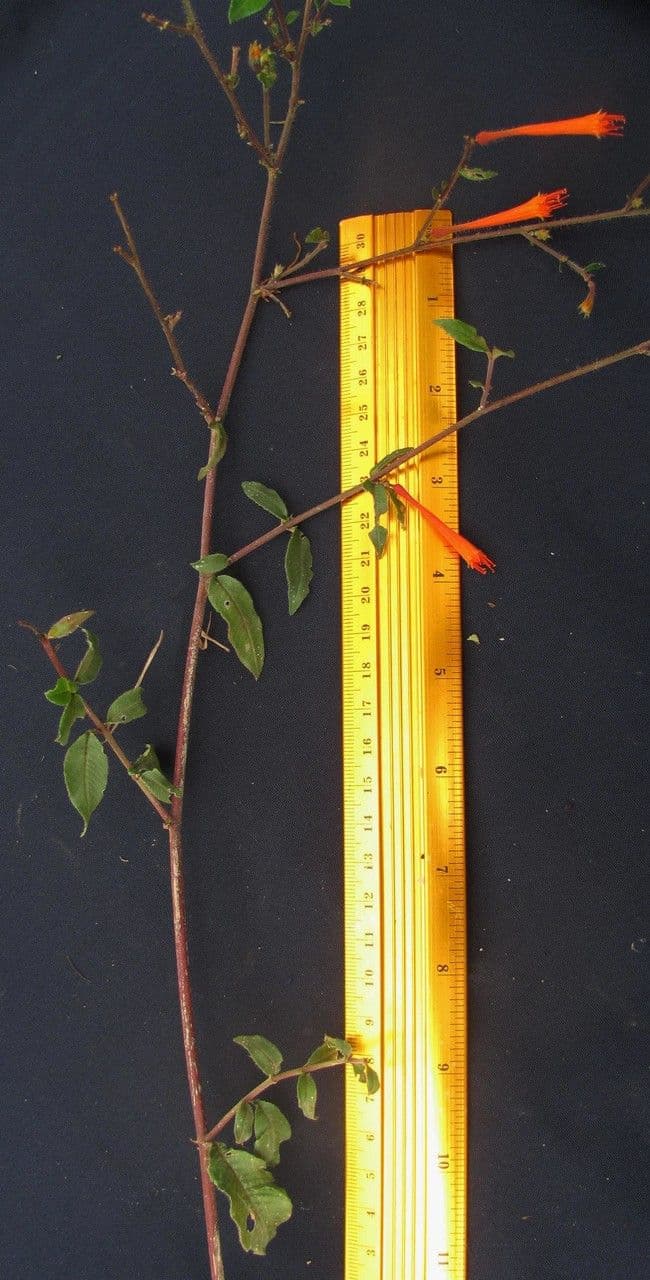 Cuphea appendiculata 15