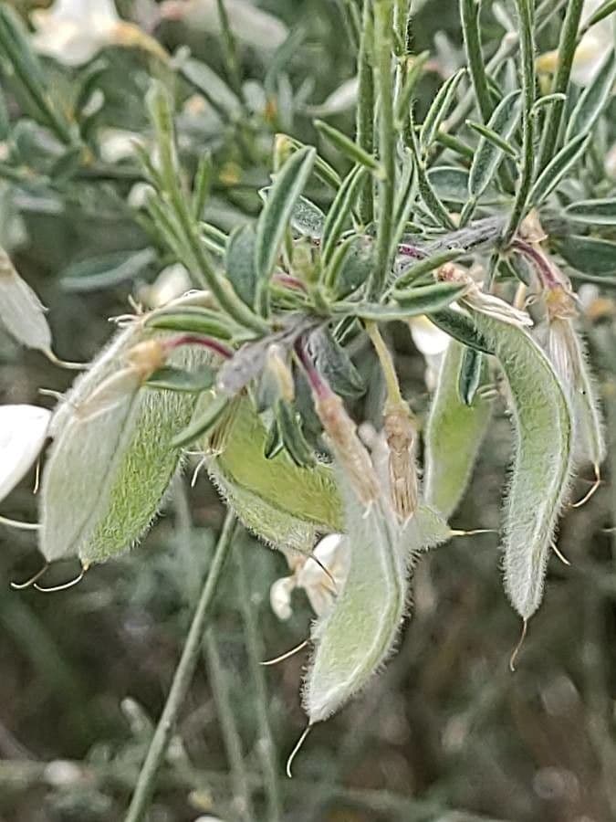 Ginestra multiflora