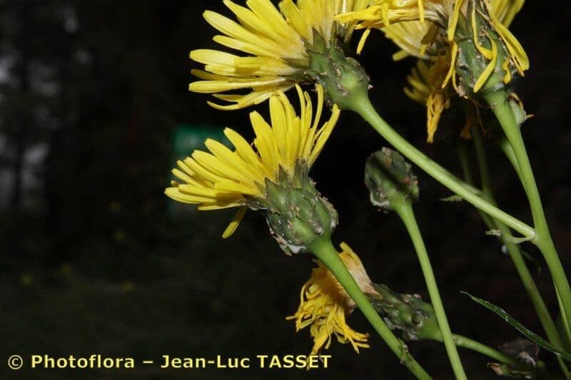 Sonchus 4