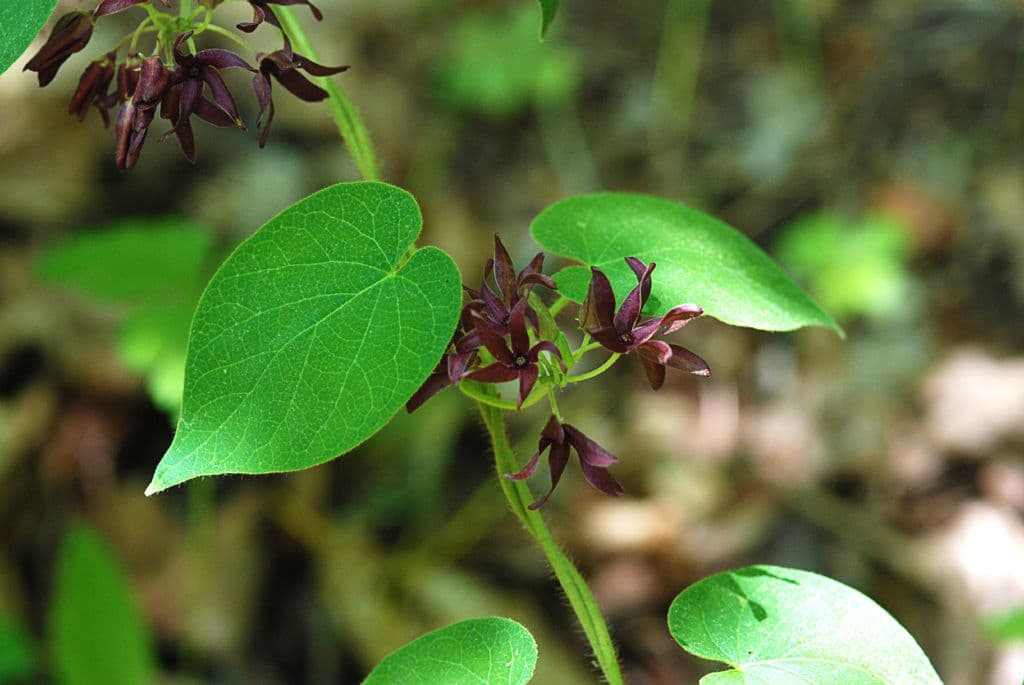 Matelea 6