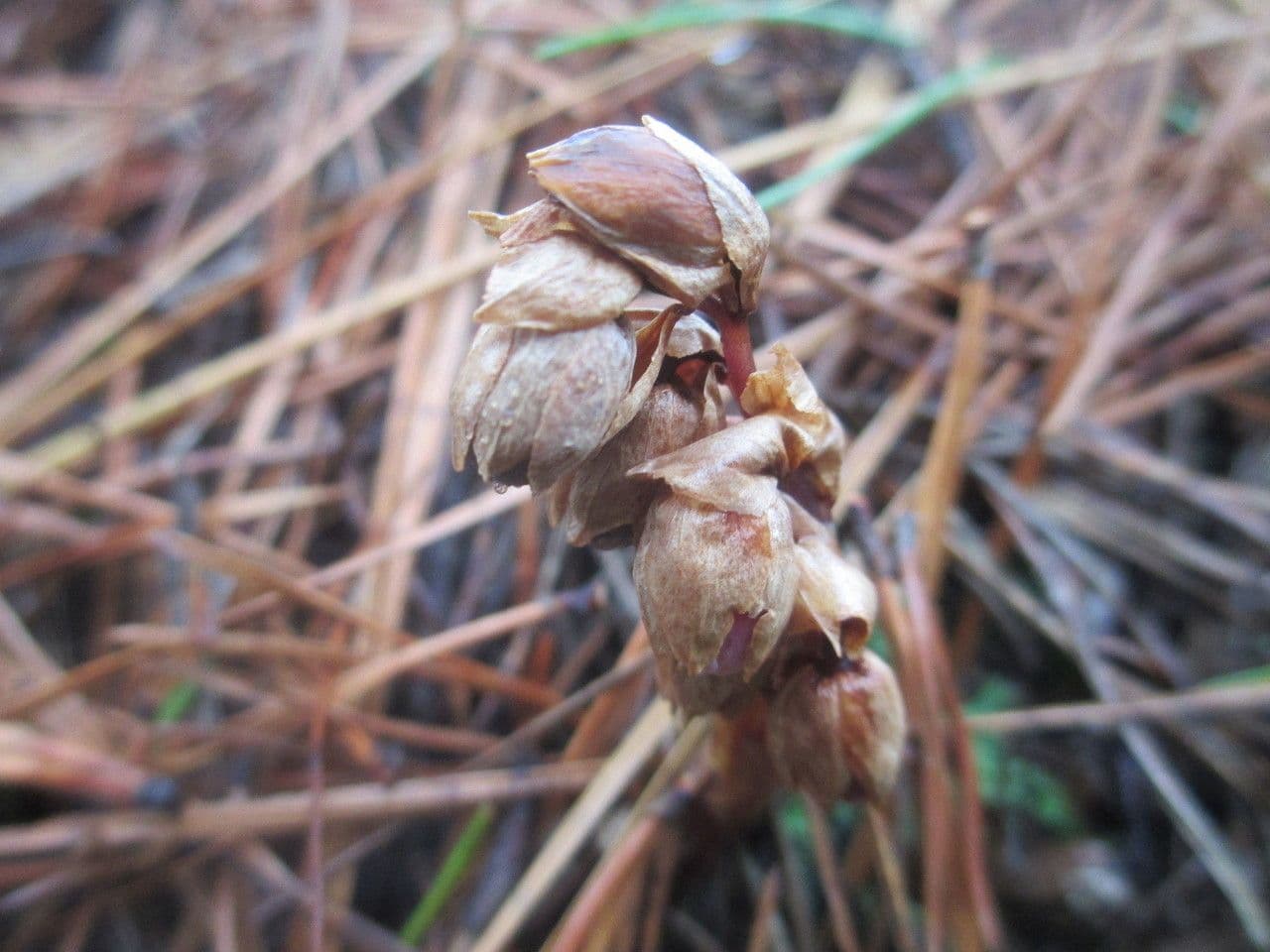 Monotropsis odorata 5