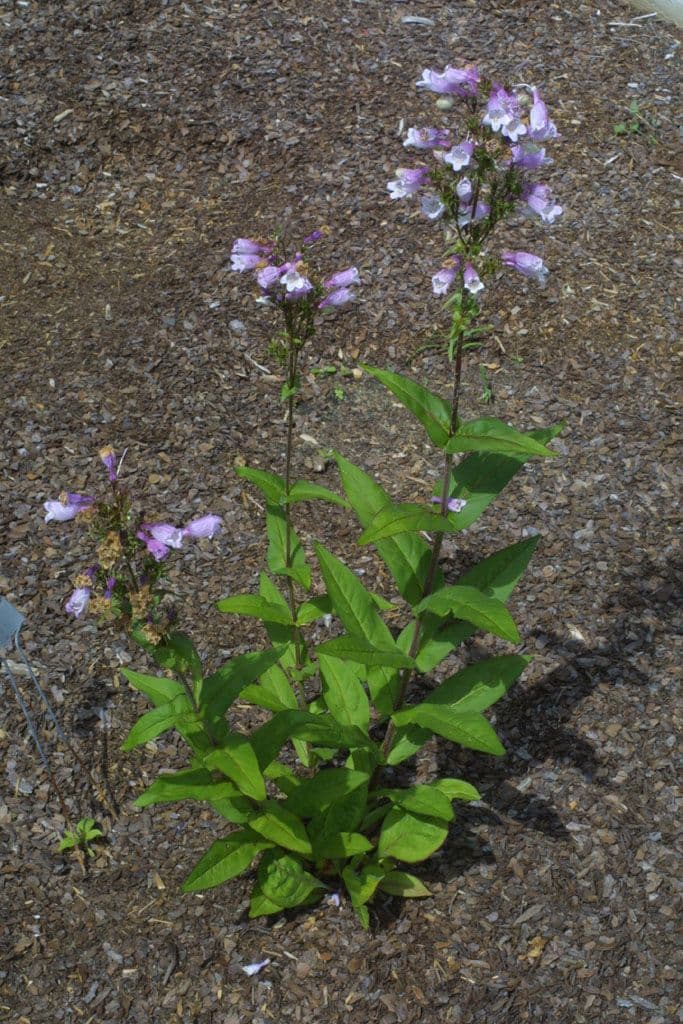 Penstemon 9