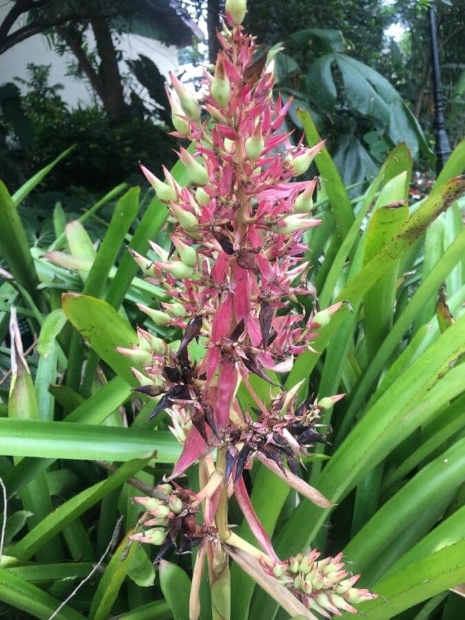 Guzmania 3