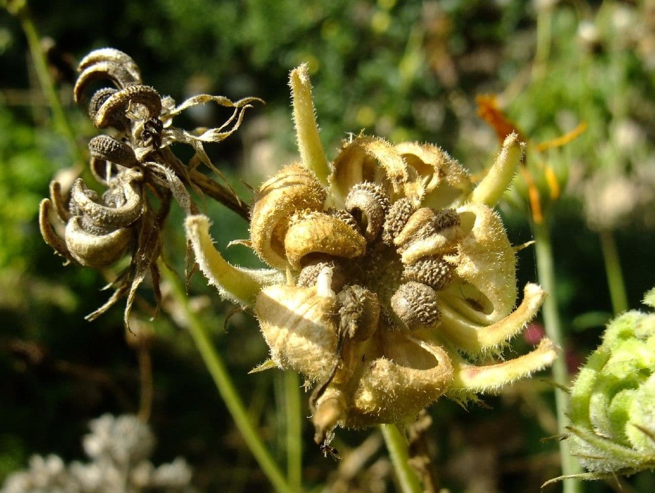 Calendula 2