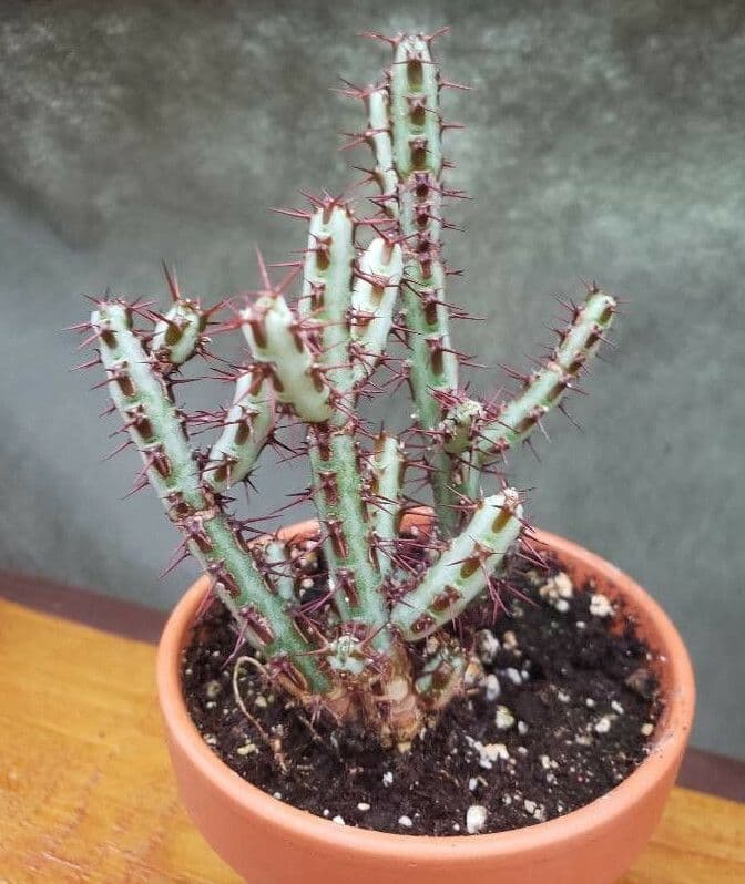 Euforbia verdastra 6