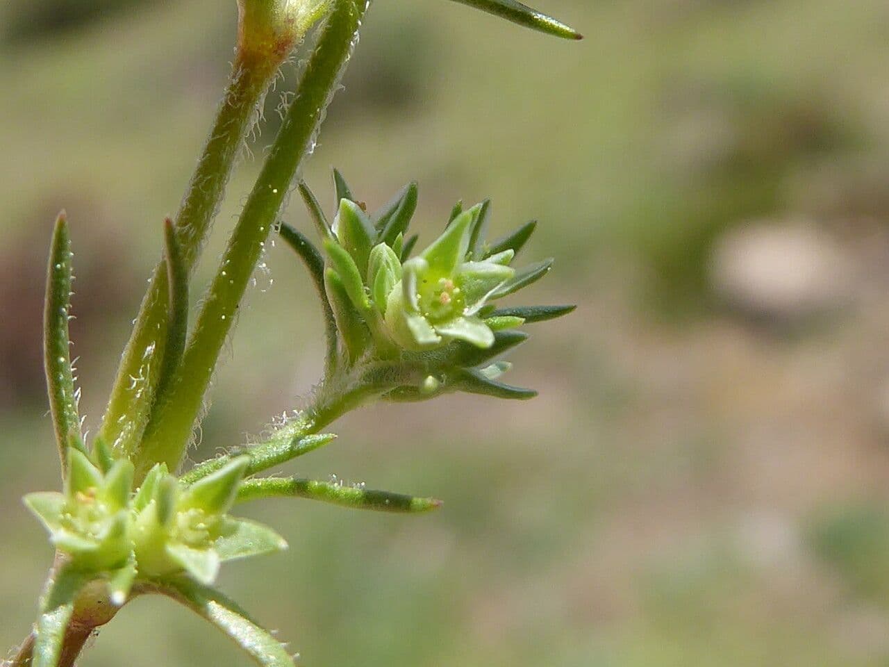 Centonchio annuale 18