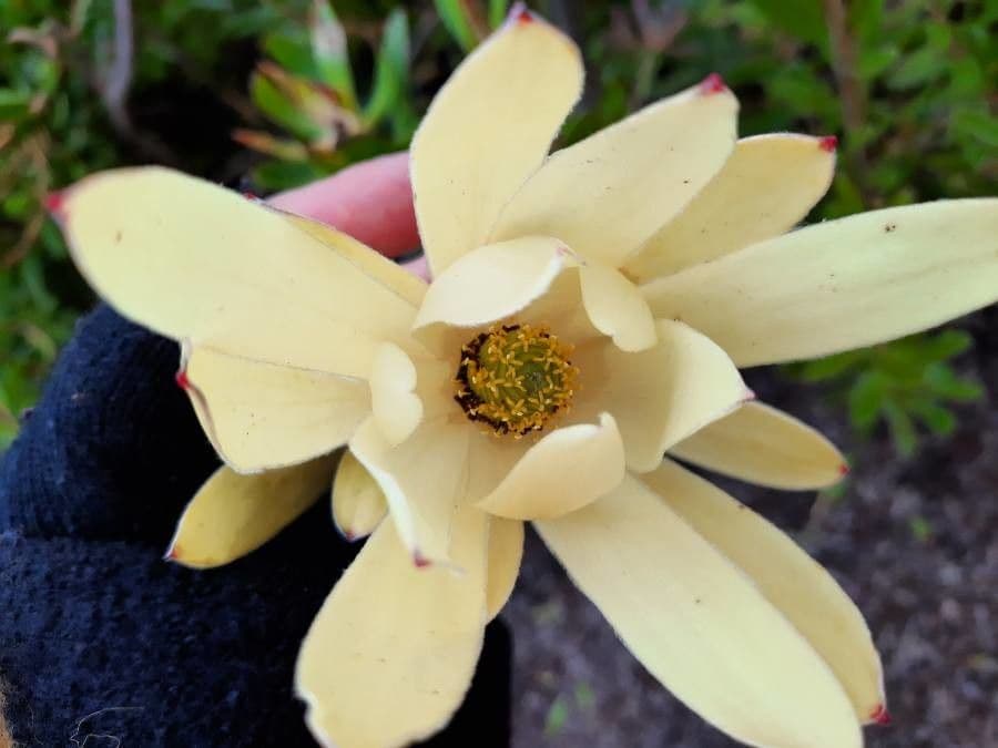 Leucadendron alloro 5