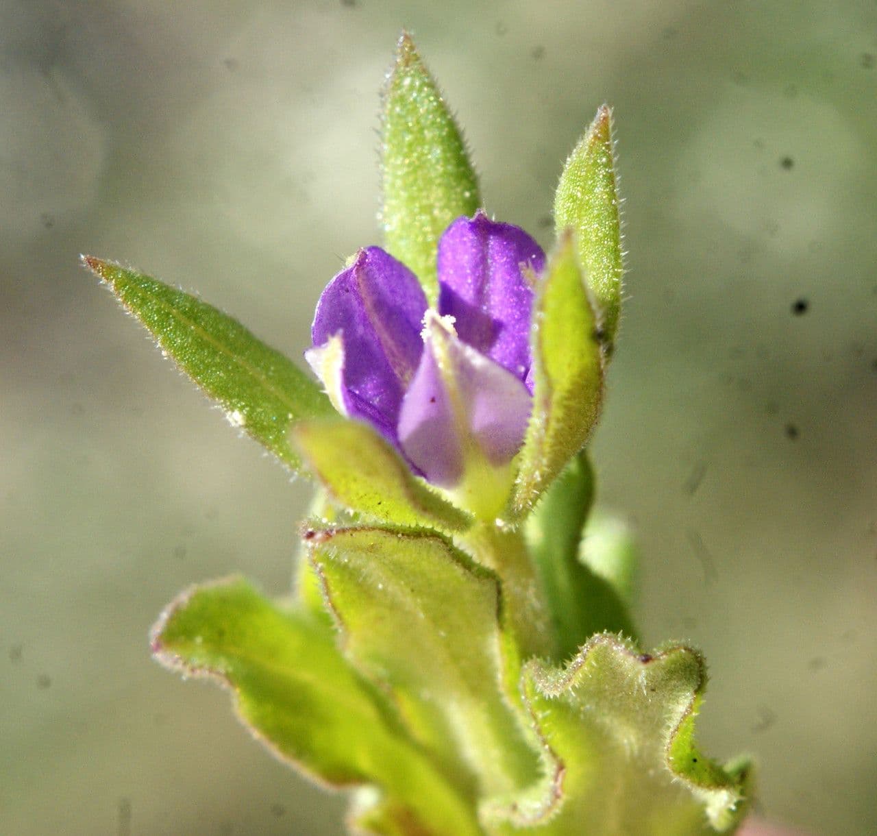 Legousia hybrida 6