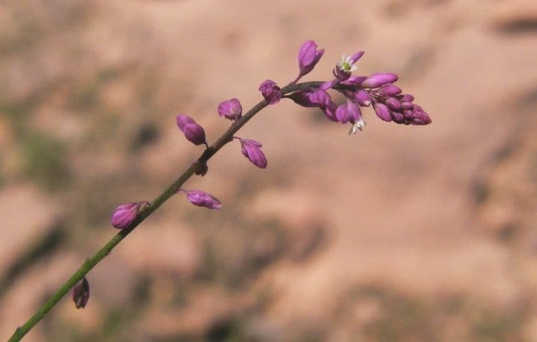 Polygala glochidiata 5