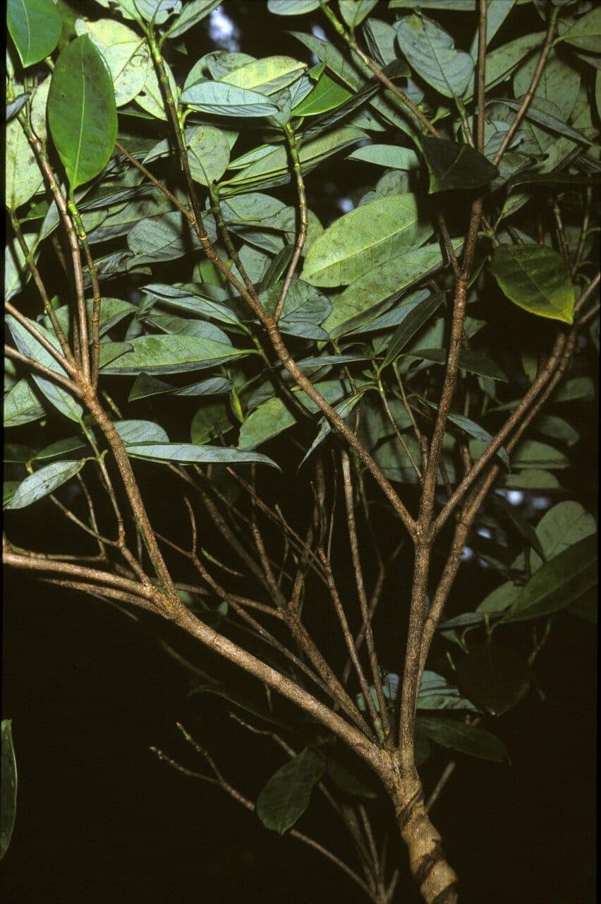 Byrsonima 6