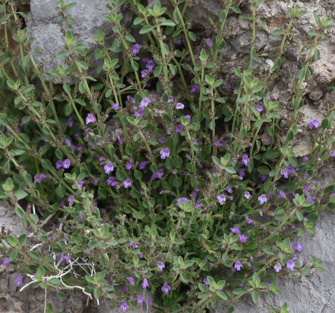 Hedeoma nano 7