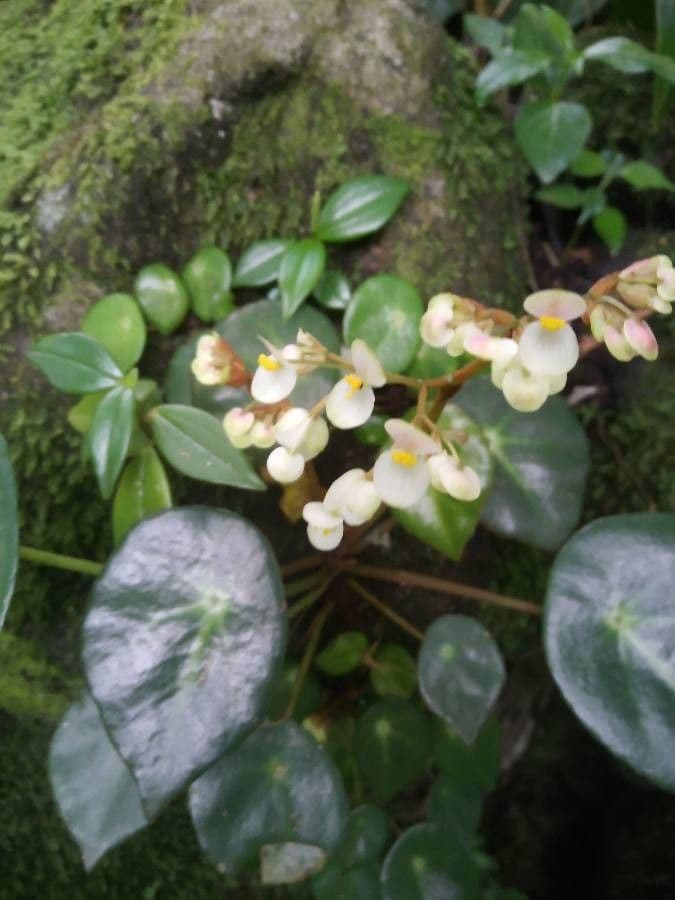 Begonia 12