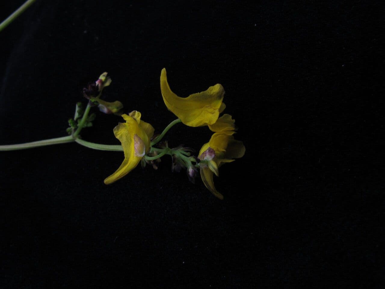 Coridalis